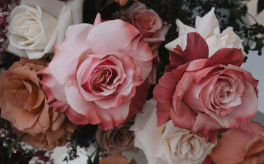 Close up of pink colored roses