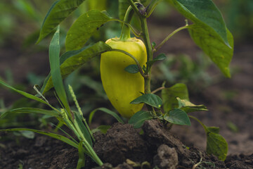Green bell pepper hangs from a healthy plant surrounded by rich soil and clover in a vibrant garden...