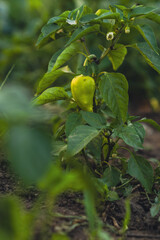 Green bell pepper hangs from a healthy plant surrounded by rich soil and clover in a vibrant garden setting on a sunny day