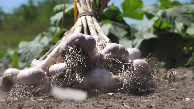 Garlic. freshly picked garlic in my garden falls to the ground. harvesting. Vitamins from nature. Growing and harvesting garlic
