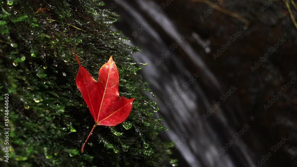 Poster red maple leaves and autumn leaves on rocks in a stream with a waterfall flowing. it is a vivid macr