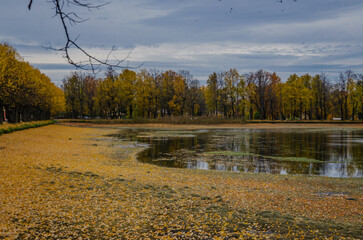 Autumn park with lake, branches with yellow leaves against the background of blue sky