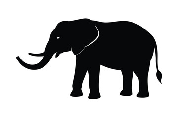 Obraz premium elephant isolated on white