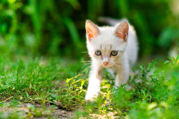 A small white kitten with blue eyes and a red collar wanders through a lush green garden filled...