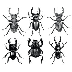 Vintage Beetle Collection – Hand Drawn Engraving Insect Illustrations