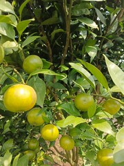 Natural Green Oranges Ripening on Orchard Tree