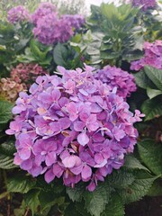 Closeup of blooming purple hydrangea flowers in garden, vibrant floral cluster for botanical decoration, natural beauty, and romantic design themes