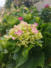 Creamy Pink Hydrangea Blossoming in Garden