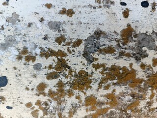 Mold and moss texture on old damp concrete wall, ideal for environmental design, decay effect, and...