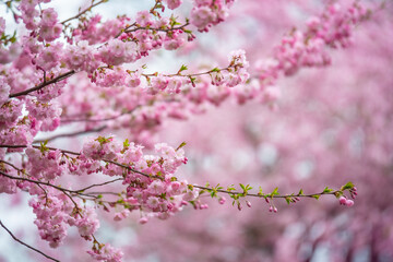 Close-up of beautiful pink cherry blossoms in full bloom, captured in Tallinn, Estonia in April. Soft focus background enhances the romantic and serene springtime atmosphere. Ideal for seasonal themes