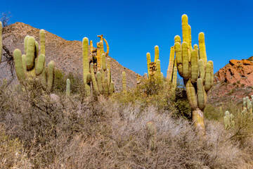 Vast hillside covered with numerous columnar cacti in the Andes of Salta, Argentina. A stunning...