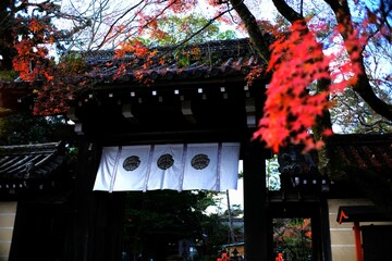 京都、紅葉、黃葉、神社、秋、青空、光、絶景、写真素材