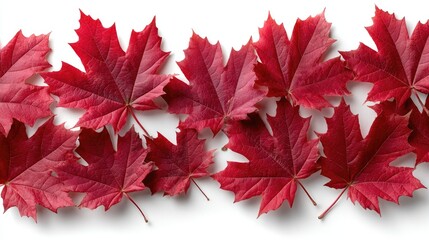 Red maple leaves arranged on a white surface create a stunning backdrop for celebration, perfect for greeting cards or posters