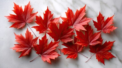 Red maple leaves arranged on a white surface create a stunning backdrop for celebration, perfect for greeting cards or posters
