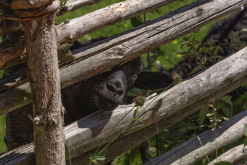 black goat peeking its head through a wooden fence