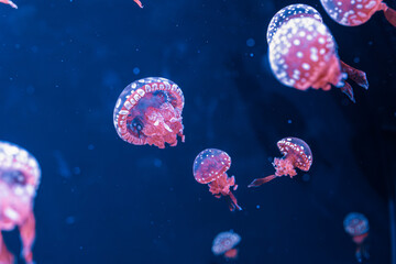 underwater photography jellyfish mastigias papua, spotted jelly, lagoon jelly, golden medusa
