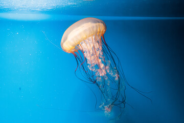 underwater photography jellyfish Chrysaora fuscescens, Pacific sea nettle, West Coast sea nettle