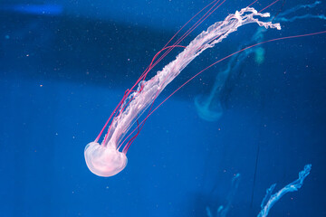 underwater photography jellyfish Purple striped jelly. Chrysaora colorata
