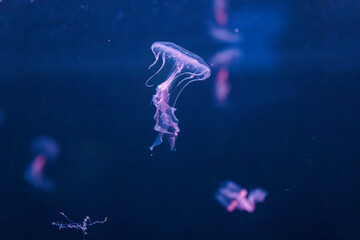 underwater photography jellyfish Chrysaora lactea, Milk Sea Nettle