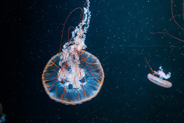 underwater photography jellyfish Chrysaora fuscescens, Pacific sea nettle, West Coast sea nettle