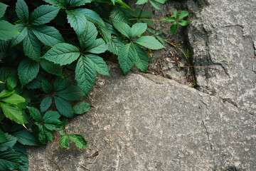 Vibrant green leaves growing on a textured, weathered rock surface.