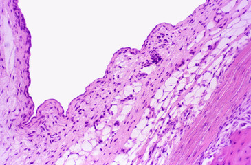 Human joint. Synovial membrane