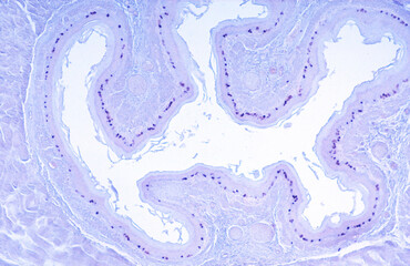 Renewal of epithelium