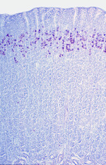 Gastric mucosa. Renewal of epithelium