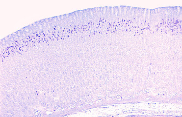 Gastric mucosa. Renewal of epithelium