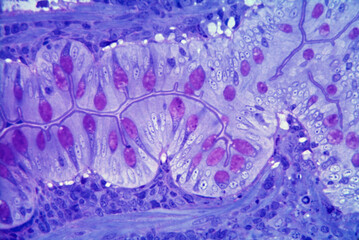Goblet cells. Intestinal epithelium