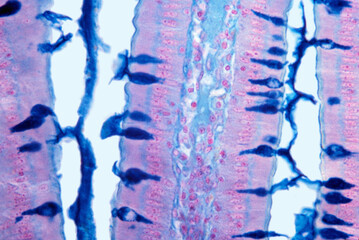 Goblet cells. Intestinal epithelium