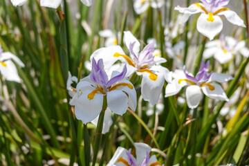 White Butterfly Iris Dancing in Breeze