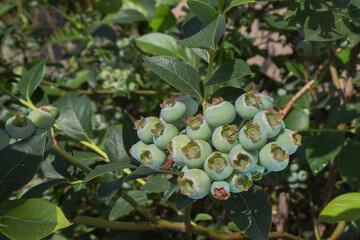 clusters of unripe blueberries of a light green shade, with characteristic 