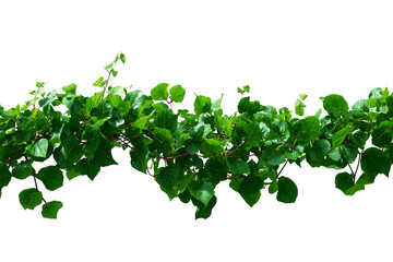 Lush green ivy vine cascading down on a white background landscape orientation