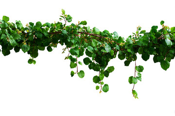 Lush Green Vine with Rounded Leaves and Dark Stems on White Backdrop