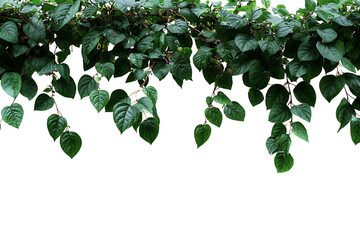 Lush green foliage cascading downwards creating a natural, vibrant border effect