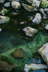 Lush green algae and moss-covered rocks in clear, tranquil water, showcasing nature's serene aquatic beauty.