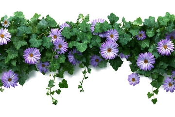Floral Border with Purple Daisies and Green Ivy on a White Background