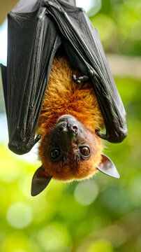 Suspended in nature, a captivating fruit bat displays its unique physiology with an upside down perspective