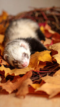 Cute ferret sleeps peacefully amidst a pile of autumn leaves, creating a heartwarming seasonal moment.