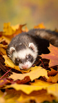 Adorable ferret sleeps peacefully nestled amidst a vibrant pile of fallen autumn leaves