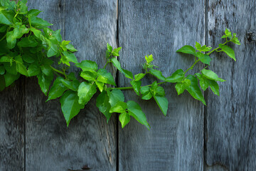 Vibrant Green Vine Climbing Weathered Wooden Wall Creating Natural Contrast