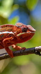 Vibrant orange chameleon clinging to a branch with lush green foliage in the sunny background shows its unique adaptation.
