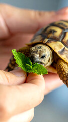 Adorable Hermann's tortoise enjoys a treat of fresh green mint leaves offered in hand, showcasing...