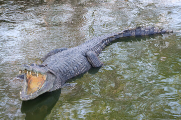 Crocodile with open mouth in water