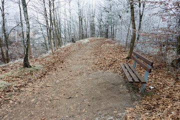 A frosty path with a wooden bench in a winter park
