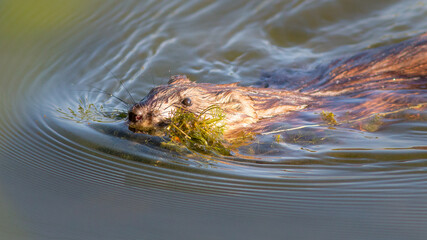 hippopotamus in water
