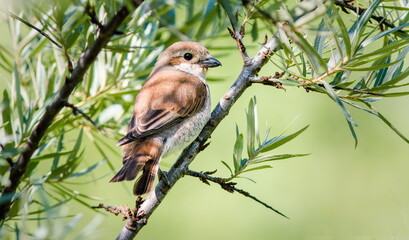 robin on branch