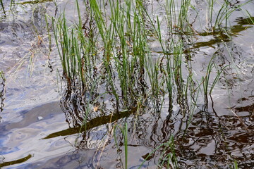 Aquatic plants gently swaying in tranquil water natural texture
