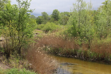 In the foreground, tall pampas grass grows along the bank of a river in sunny weather. In the background, trees are visible on both sides of the river waterway.